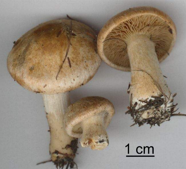 Inocybe leucoblema